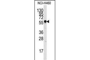 Western blot analysis of anti-SIGLEC7 Pab (ABIN388428 and ABIN2837865) in NCI- cell line lysate (35 μg/lane). (SIGLEC7 antibody  (N-Term))
