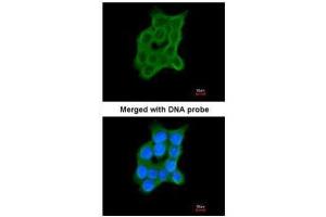 ICC/IF Image Immunofluorescence analysis of paraformaldehyde-fixed A431, using Cartilage-associated protein, antibody at 1:200 dilution.