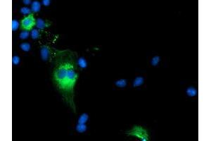 Anti-TCP11L2 mouse monoclonal antibody (ABIN2453719) immunofluorescent staining of COS7 cells transiently transfected by pCMV6-ENTRY TCP11L2 (RC207129). (TCP11L2 antibody)
