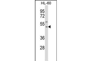 TACR1 Antibody (Center) (ABIN657820 and ABIN2846787) western blot analysis in HL-60 cell line lysates (35 μg/lane). (TACR1 antibody  (AA 219-248))