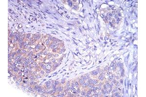 Immunohistochemistry (IHC) image for anti-TH (AA 44-208) antibody (ABIN5858376) (TH antibody  (AA 44-208))