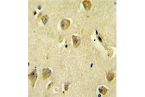 Formalin fixed and paraffin embedded human brain tissue reacted with PP1R14C Antibody (C-term) followed by peroxidase conjugation of the secondary antibody and DAB staining. (PPP1R14C antibody  (C-Term))