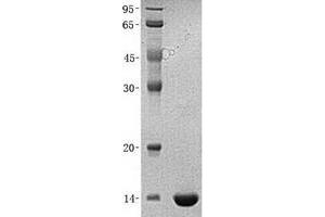 Validation with Western Blot (PDGFB Protein (Transcript Variant 1) (His tag))