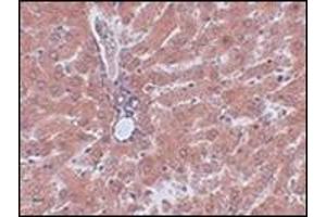 Immunohistochemistry of JMJD5 in rat liver tissue with this product at 2. (JMJD5 antibody  (C-Term))