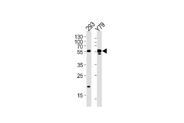 ALDH1A3 antibody  (N-Term)