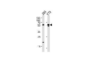 ALDH1A3 Antibody (N-term) (ABIN392316 and ABIN2841966) western blot analysis in 293,Y79 cell line lysates (35 μg/lane). (ALDH1A3 antibody  (N-Term))