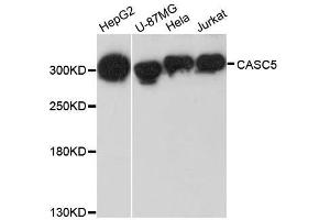 Western blot analysis of extracts of various cell lines, using CASC5 antibody. (CASC5 antibody  (AA 1-300))