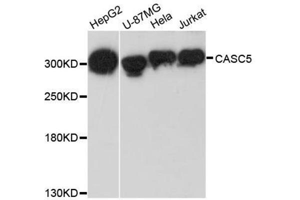 CASC5 antibody  (AA 1-300)