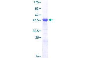 APOBEC2 Protein (AA 1-224) (GST tag)