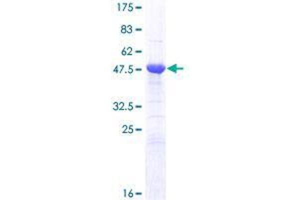 APOBEC2 Protein (AA 1-224) (GST tag)