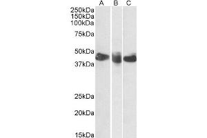 ABIN2561702 (0. (CD27 antibody  (AA 161-175))