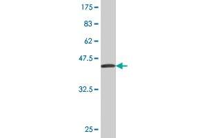 Western Blot detection against Immunogen (37. (CES2 antibody  (AA 514-621))