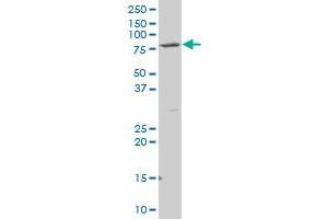 Netrin G2 antibody  (AA 21-119)