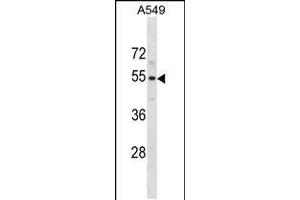 Western blot analysis in A549 cell line lysates (35ug/lane). (PUS10 antibody  (N-Term))
