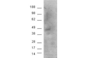 Image no. 2 for anti-Cannabinoid Receptor 1 (CNR1) (Internal Region) antibody (ABIN374611) (CNR1 antibody  (Internal Region))
