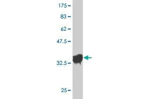 Western Blot detection against Immunogen (36. (OXSR1 antibody  (AA 351-450))