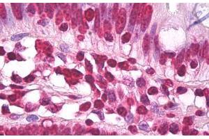Anti-H3F3A antibody IHC staining of human small intestine. (Histone H3.3 antibody  (AA 100-150))