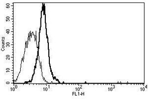 A typical staining pattern with the B-K5 monoclonal antibody of Eahy 926 cell line (CD130/gp130 antibody)