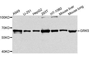 Western blot analysis of extracts of various cell lines, using GRK5 antibody (ABIN5972073) at 1/1000 dilution. (GRK5 antibody)