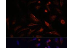 Immunofluorescence analysis of U2OS cells using CLDN5 Polyclonal Antibody at dilution of 1:100. (Claudin 5 antibody)