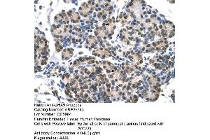 Human Pancreas (DHX9 antibody  (N-Term))