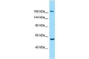 WB Suggested Anti-EPB41L4B Antibody Titration: 1. (EPB41L4B antibody  (Middle Region))