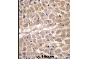 TRIM11 Antibody (C-term) (ABIN657207 and ABIN2846320) immunohistochemistry analysis in formalin fixed and paraffin embedded human heart tissue followed by peroxidase conjugation of the secondary antibody and DAB staining.