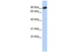 Image no. 1 for anti-Zinc Finger Protein 132 (ZNF132) (AA 216-265) antibody (ABIN6740435) (ZNF132 antibody  (AA 216-265))