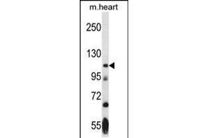 Western blot analysis in mouse heart tissue lysates (35ug/lane). (NEK9 antibody  (AA 503-530))