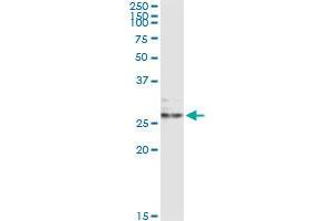 Immunoprecipitation of EFNA3 transfected lysate using mouse monoclonal anti-EFNA3 and Protein A Magnetic Bead