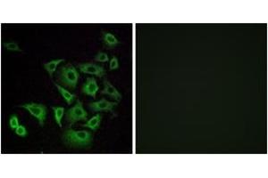 Immunofluorescence (IF) image for anti-Olfactory Receptor, Family 4, Subfamily K, Member 14 (OR4K14) (AA 261-310) antibody (ABIN2891011) (OR4K14 antibody  (AA 261-310))