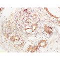 anti-Cadherin 5 (CDH5) (AA 601-700) antibody