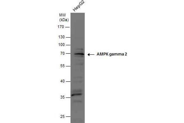 PRKAG2 antibody  (full length)