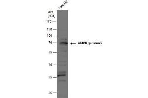 PRKAG2 antibody  (full length)