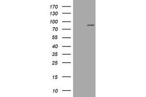 Image no. 1 for anti-Mitofusin 1 (MFN1) (AA 209-469) antibody (ABIN1491186) (MFN1 antibody  (AA 209-469))