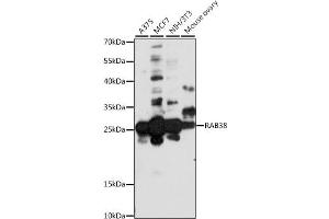 Western blot analysis of extracts of various cell lines, using R antibody (ABIN7269808) at 1:1000 dilution. (RAB38 antibody  (AA 92-211))