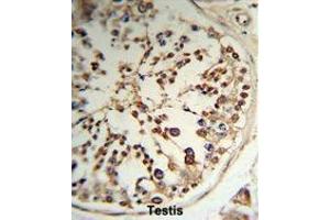 Formalin-fixed and paraffin-embedded human testis tissue reacted with TPK1 Antibody (N-term), which was peroxidase-conjugated to the secondary antibody, followed by DAB staining. (TPK1 antibody  (N-Term))