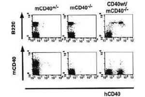 Flow Cytometry (FACS) image for anti-CD40 (CD40) (Extracellular Domain) antibody (FITC) (ABIN2451935) (CD40 antibody  (Extracellular Domain) (FITC))