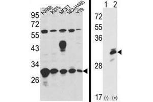 Image no. 1 for anti-Endoplasmic Reticulum Protein 29 (ERP29) (Middle Region) antibody (ABIN452974) (ERP29 antibody  (Middle Region))