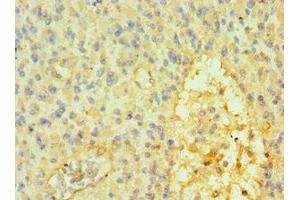 SOX14 antibody  (AA 91-240)