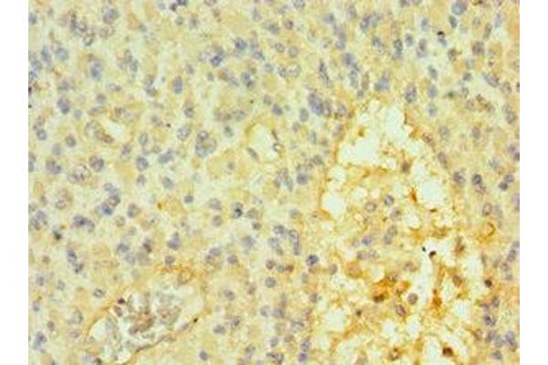 SOX14 antibody  (AA 91-240)