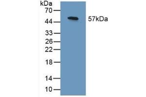 Western Blotting (WB) image for anti-SHC (Src Homology 2 Domain Containing) Transforming Protein 3 (SHC3) (AA 188-433) antibody (ABIN7443536)