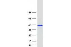 Validation with Western Blot (QKI Protein (Transcript Variant 3) (Myc-DYKDDDDK Tag))