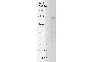 Western Blot analysis of Human Cell lysates showing detection of TrpV3 protein using Mouse Anti-TrpV3 Monoclonal Antibody, Clone N15/4 (ABIN361778).