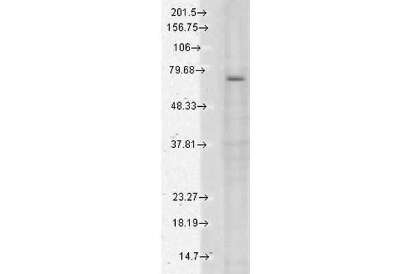 TRPV3 Antikörper  (AA 774-791)