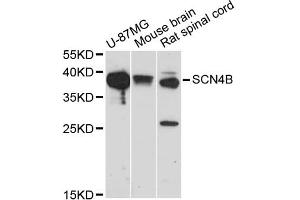 Western blot analysis of extracts of various cell lines, using SCN4B antibody (ABIN5971181) at 1/1000 dilution. (SCN4B antibody)