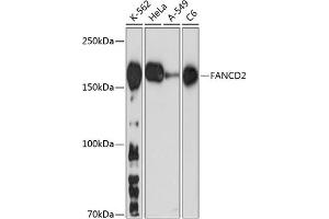 Western blot analysis of extracts of various cell lines, using F antibody (ABIN7267126) at 1:1000 dilution. (FANCD2 antibody)