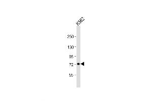 Western Blot at 1:1000 dilution + K562 whole cell lysate Lysates/proteins at 20 ug per lane. (Uromodulin antibody  (AA 352-380))