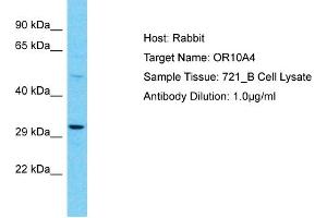 Host: Rabbit Target Name: OR10A4 Sample Type: 721_B Whole Cell lysates Antibody Dilution: 1. (OR10A4 antibody  (C-Term))