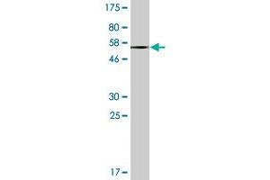 Western Blot detection against Immunogen (56. (EPH Receptor A7 antibody  (AA 1-279))